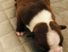 puppy
