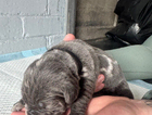 puppy