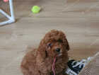 Puppy
