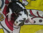 puppy