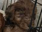 Puppy