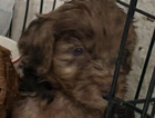 puppy