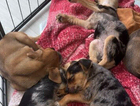 puppy