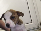 puppy