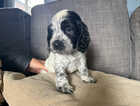 Puppy
