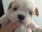 puppy