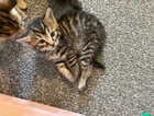 Kitten