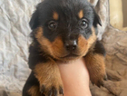 puppy