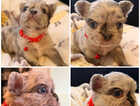 Puppy