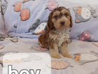 puppy