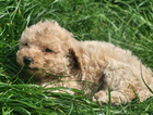 puppy