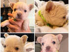 Puppy