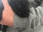 Puppy