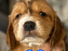 puppy