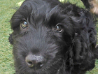 puppy