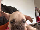 Puppy