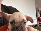 puppy