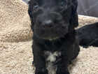 Puppy