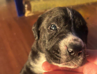 puppy