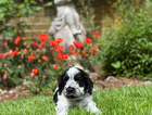 puppy
