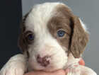 Puppy