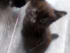 Kitten