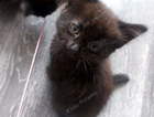 kitten