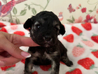 puppy