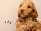 Puppy
