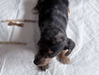 Puppy