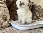 kitten