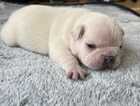 Puppy