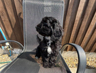 puppy