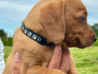 fiona - black collar