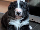 Puppy