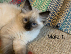 kitten