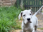 puppy