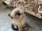 kitten