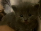 kitten