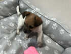 Puppy
