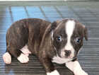 Puppy