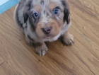 puppy