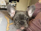 Puppy