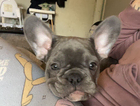 puppy