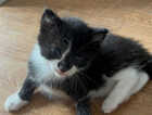 Kitten