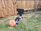 puppy