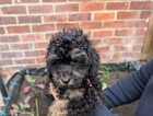 Puppy