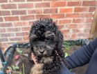 puppy