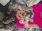 puppy