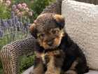 Puppy